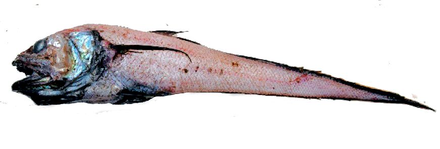 Bathygadus favosus_02802